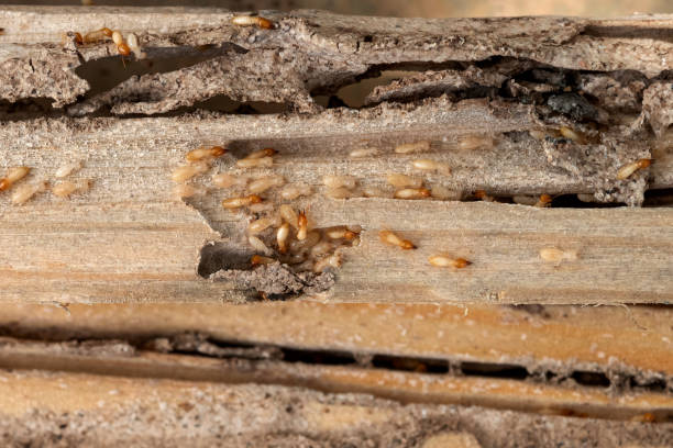 Best Pest Control for Restaurants  in Travilah, MD
